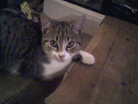 ce chat est une tapette!